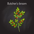 Butcher s broom Ruscus aculeatus , or Knee Holly, Christmas Berry - evergreen plant