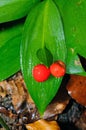 Butcher's Broom (Ruscus hypoglossum)