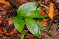 Butcher's Broom (Ruscus hypoglossum)