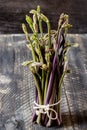 Butcher's broom shoots collected in the woods