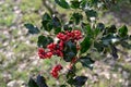 Butcher's Broom shrub Royalty Free Stock Photo