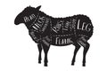 Butcher`s guide - lamb, sheep - vector illustration