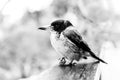 Butcherbird in black and white