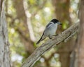 Butcherbird on a dead branch Royalty Free Stock Photo