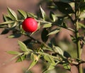 butchers berry and the sharp leaves of the bush in the woods is