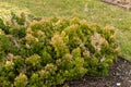 Butchers broom or Ruscus Aculeatus plant in Saint Gallen in Switzerland