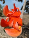 Butea monosperma flower buds group or palash flowers