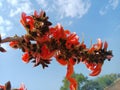 Butea monosperma flower buds group or palash flowers