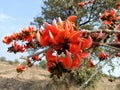 Butea monosperma flower buds group or palash flowers
