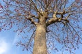 Butea monosperma Herbal tree with sky