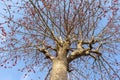 Butea monosperma Herbal tree with sky