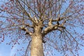 Butea monosperma Herbal tree with sky