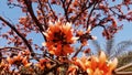 Butea monosperma tree flower
