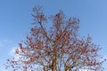 Butea monosperma tree with moon