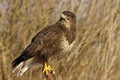 Buteo buteo