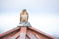 buteo hawk on a barn cupola, calm weather Royalty Free Stock Photo