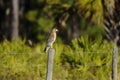 Buteo lineatus, red-shouldered hawk