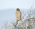 Buteo lineatus, Red Shouldered Hawk