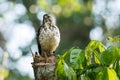 Buteo platypterus