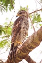 Buteo platypterus with a reptile on a branch