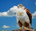 Buteo regalis Royalty Free Stock Photo