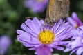 Buterfly eat pollen of flower Spring flower and butterfly pollinated violet flowering flower Royalty Free Stock Photo