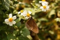 Butterfly with brown wings sits on a white flower, in Thailand