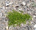 Buterochenaceae persecution Honckenya peploides growing on a rocky shore