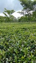 Butey full tea garden in sikkim Royalty Free Stock Photo