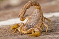 Buthus scorpion Royalty Free Stock Photo