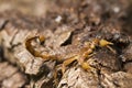 buthus scorpion Royalty Free Stock Photo