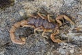 Buthus scorpion (scorpio occitanus) Royalty Free Stock Photo