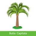 Butia Capitata cartoon tree