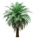 Butia palm tree isolated on white