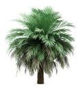 Butia palm tree isolated on white Royalty Free Stock Photo