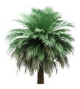 Butia palm tree isolated on white