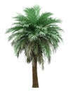 Butia palm tree isolated on white