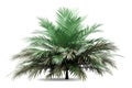 Butia palm tree isolated on white Royalty Free Stock Photo