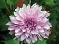 Butiful dahlias blooming in the garden