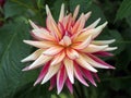 Butiful dahlias blooming in the garden