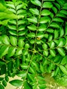 Butiful green colour background curry leaves