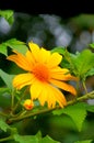 beautiful natural photo of sunflowers