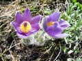 Butiful pasque-flower violet flower blooming on ground in spring closeup