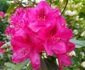 Butiful pink flower