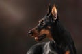 Portrait of purebred doberman Royalty Free Stock Photo