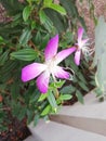 Butiful purple white flower