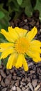 Butiful Yellown flower