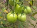 Butifull Green Tomato