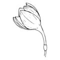 Butoh of a white flower Eucharis Amazonian Lily, black outline on a white background isolated, stock vector illustration