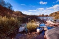 Butomus umbellatus bush in water of Southern Bug river on sunny summer midday with deep blue sky, blue water surface, nature photo